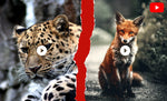 Load image into Gallery viewer, I will prepare and provide youtube videos ready to upload
